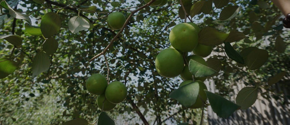 Red Apples Garden